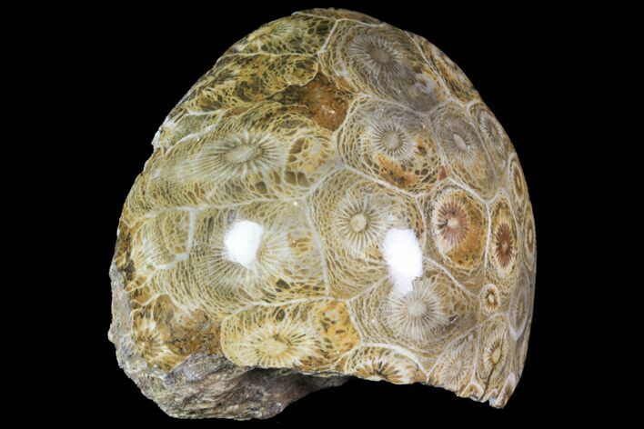 Polished Fossil Coral (Actinocyathus) - Morocco #72322